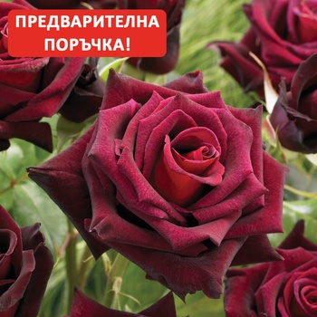 Meilland® Роза Black Baccara® - (Meilland®)