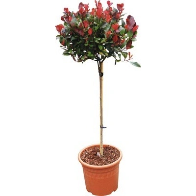 Blýskalka zakrslá na kmínku FloraSelf 'Little Red Robin' kmen 40 cm květináč 6 l