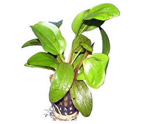 Echinodorus Horizontalis