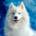 Norimpex - Puzzle Diamant painting: Samoyed 30x40cm - 1 - 39 piese