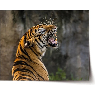 Sablio Plagát Revúci tiger - 90x60 cm