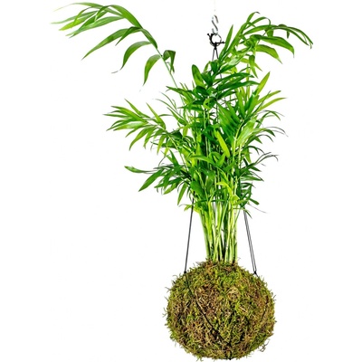 Gardners Kokedama Chamaedorea elegans (S) Chamedorea sličná, Palma horská, Oštěpuška nádherná 1 ks