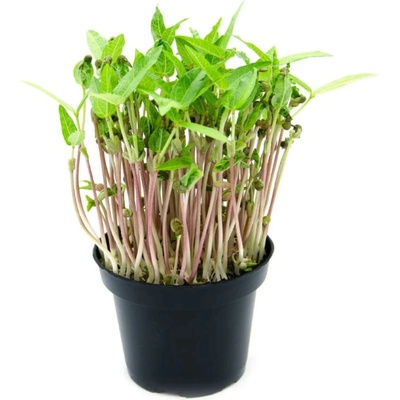 Microgreens, semínka na klíčky - Fazole mungo 50g