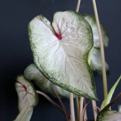 Caladium Pearl Blush