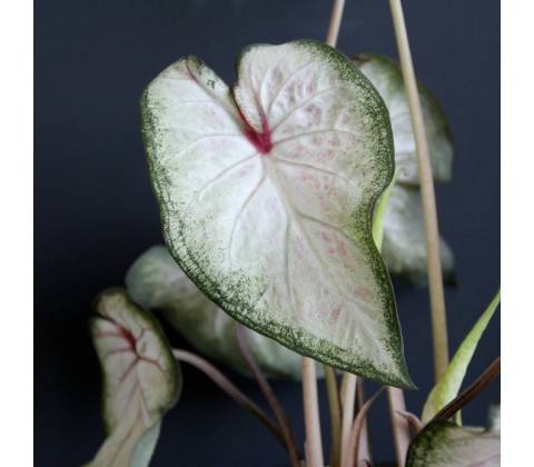 Caladium Pearl Blush