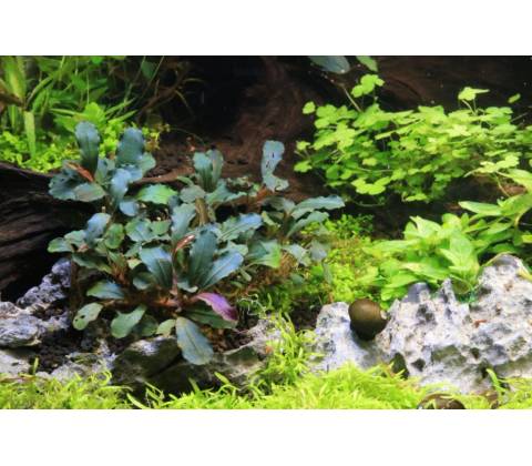Bucephalandra Red Mini