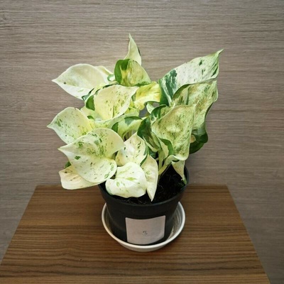 Epipremnum Pinnatum Happy Leaf č3