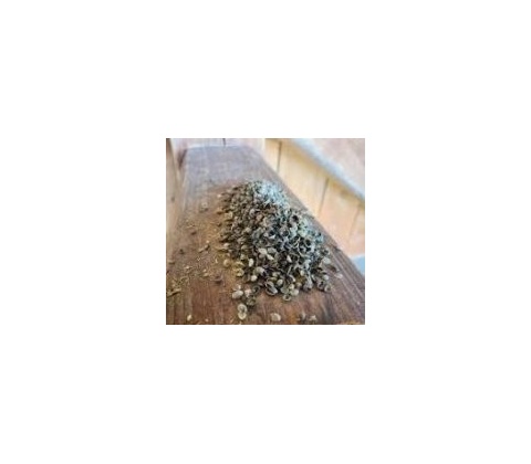 Konopné otruby 1 kg