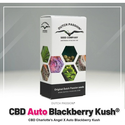Dutch Passion Blackberry Kush AUTO CBD semienka neobsahujú THC 3 ks