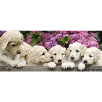 DIMEX ART s. r. o Панорамни флизелинов фототапет кученца лабрадор 375 x 150 см