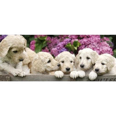 DIMEX ART Панорамни флизелинов фототапет кученца лабрадор 375 x 150 см