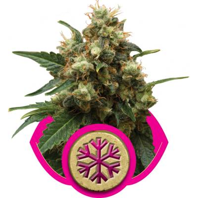 Royal Queen Seeds Ice semena neobsahují THC 100 ks