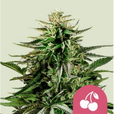 Royal Queen Seeds Semená kanabisu Čerešňový koláč feminizovaný