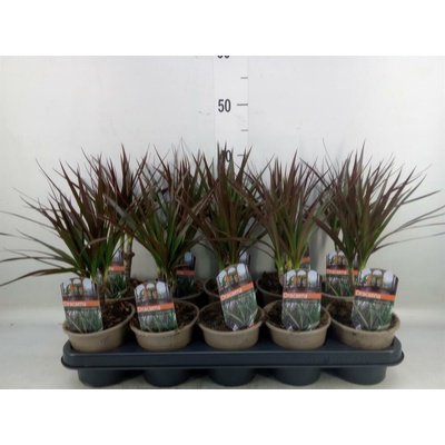 DRACAENA Magenta 12/35cm
