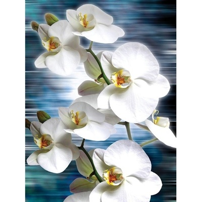 Preinterier Fototapeta panel - PL0242 - Biele kvety na modrom pozadí vlies - 206cm x 275cm