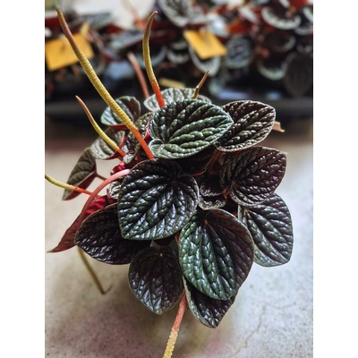 PEPEROMIA MIX 12/20cm