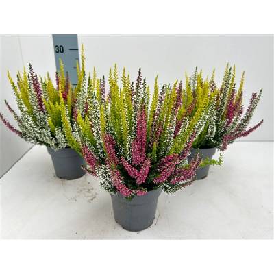 Vres Beauty Ladies Trio, kvetináč 10,5 cm