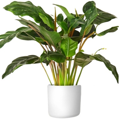 Gardners květináč Lora 30 cm bílý