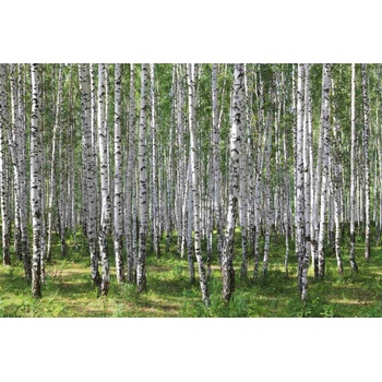 DIMEX ART s. r. o Флизелинов фототапет брезова горичка iii. 375 x 250 см