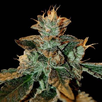 DNA Genetics Cataract Kush semena neobsahují THC 5 ks