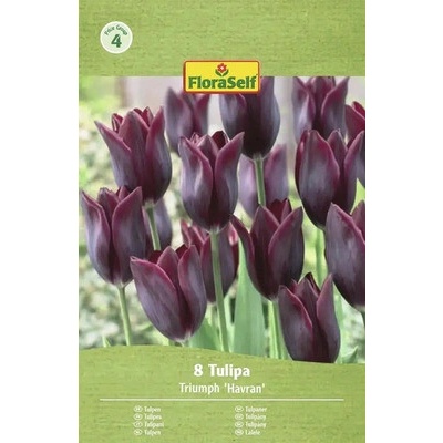 Tulipány Havran Tulipa 8 ks