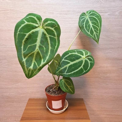 Anthurium Magnificum č1