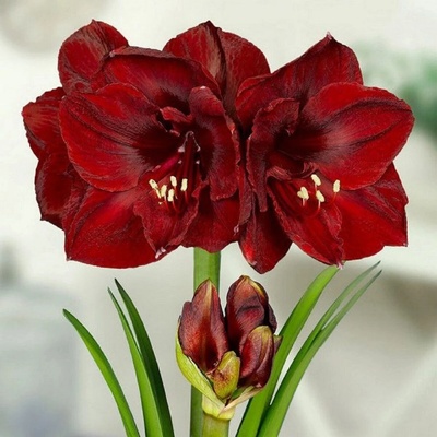 Hvězdník Benfica Hippeastrum cibule hvězdníku 1 ks