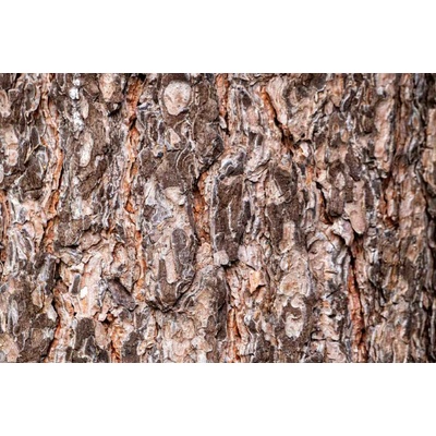 Dimex MS-5-2345 Vliesová fototapeta Kůra borovice rozměry 375 x 250 cm