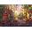 Anatolian - Puzzle Paris Ingles - 2 000 piese