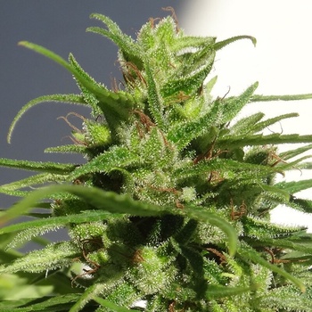 Ace Seeds Ethiopia regular semena neobsahuji THC 5 ks