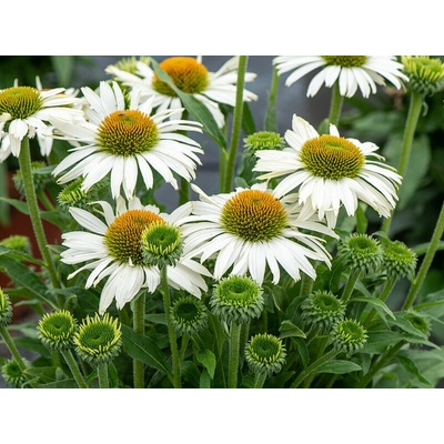 Echinacea purpurová White Pearl