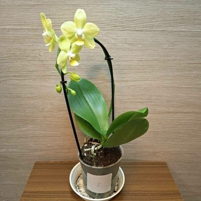 Phalaenopsis Mini světle zelená č2