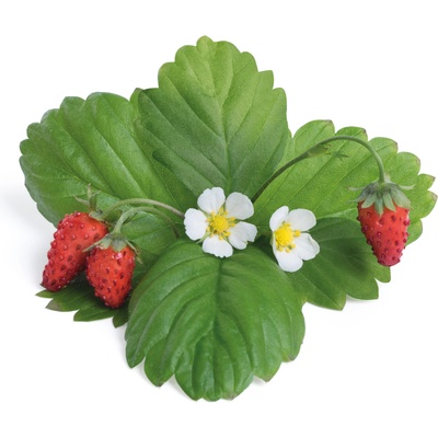 Veritable Вложка за семена Lingot плодови храсти червена горска ягода (VLIN-P5-Fra029)