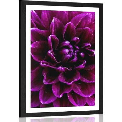 Plakát s paspartou purpurovo-fialový květ - 30x45 silver