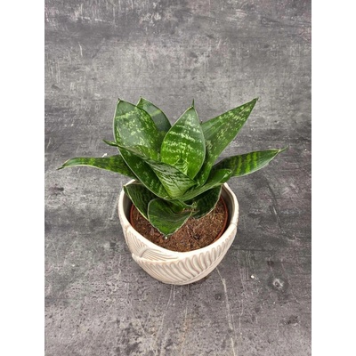 Sansevieria trifasciata 12 cm (Tchýnin jazyk )