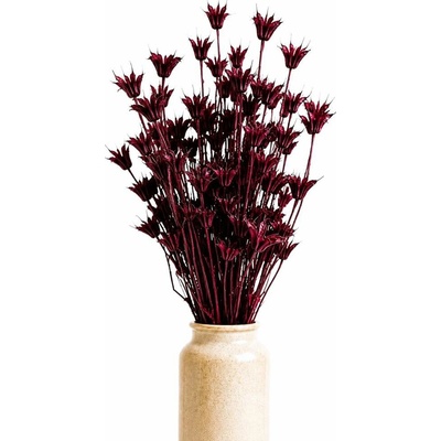 Sušená Nigella Oriental vínová/bordó 90g-95g