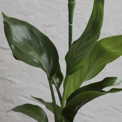 Strelitzia kráľovská Reginae