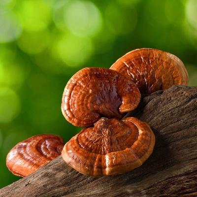 Sadba Lesklokôrovka lesklá Ganoderma lucidum sadba 250 ml
