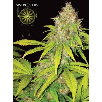 Vision Seeds Ak-49 Auto 0% THC Balenie: 3 ks