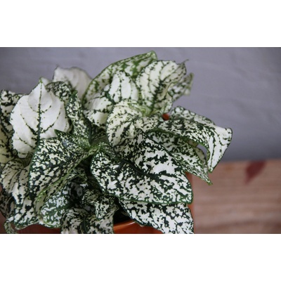 Hypoestes phyllostachya biely baby