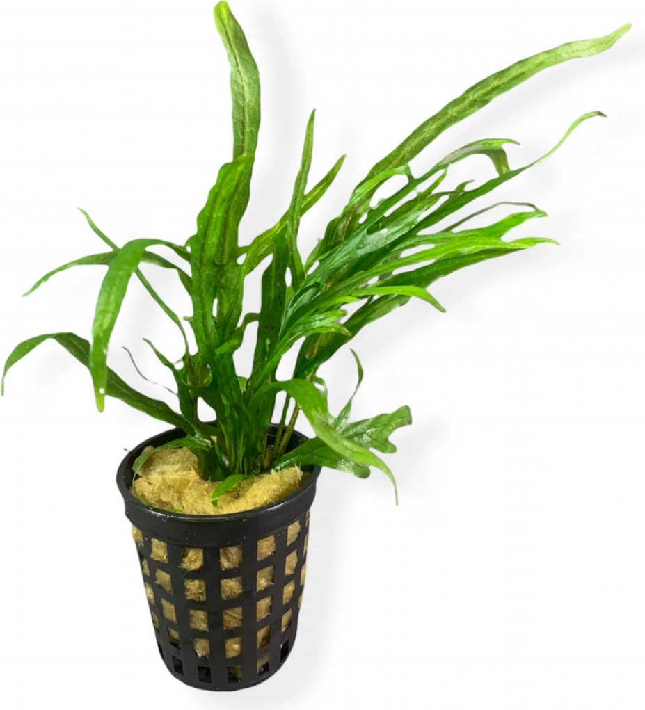 Microsorum pteropus Trident
