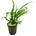 Microsorum pteropus Trident