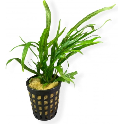 Microsorum pteropus Trident