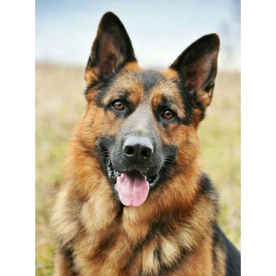 NORIMPEX Diamantové malování Německý ovčák 30 x 40 cm – Zboží Mobilmania