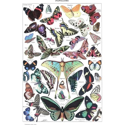 Grafika Ilustrácia z Larousse pour Tous Motýle 1000 dielov