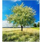 DIMEX ART Флизелинов фототапет дърво на поляната 225 x 250 см