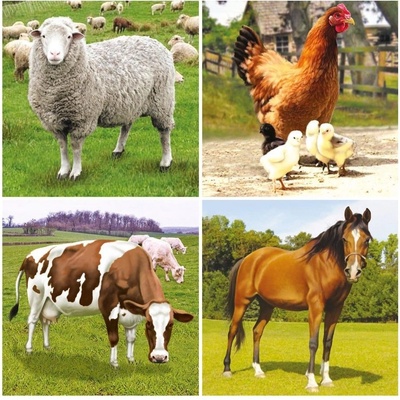 Bino puzzle farma