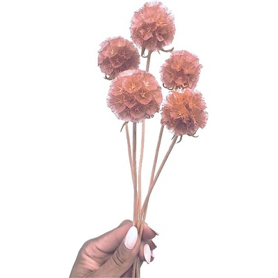 Sušená Scabiosa starorůžová 5ks