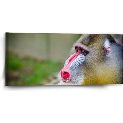 Sablio Obraz Mandril - 110x50 cm