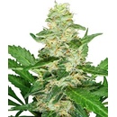 Sensi Seeds Super Skunkmatic semena neobsahují THC 3 ks
